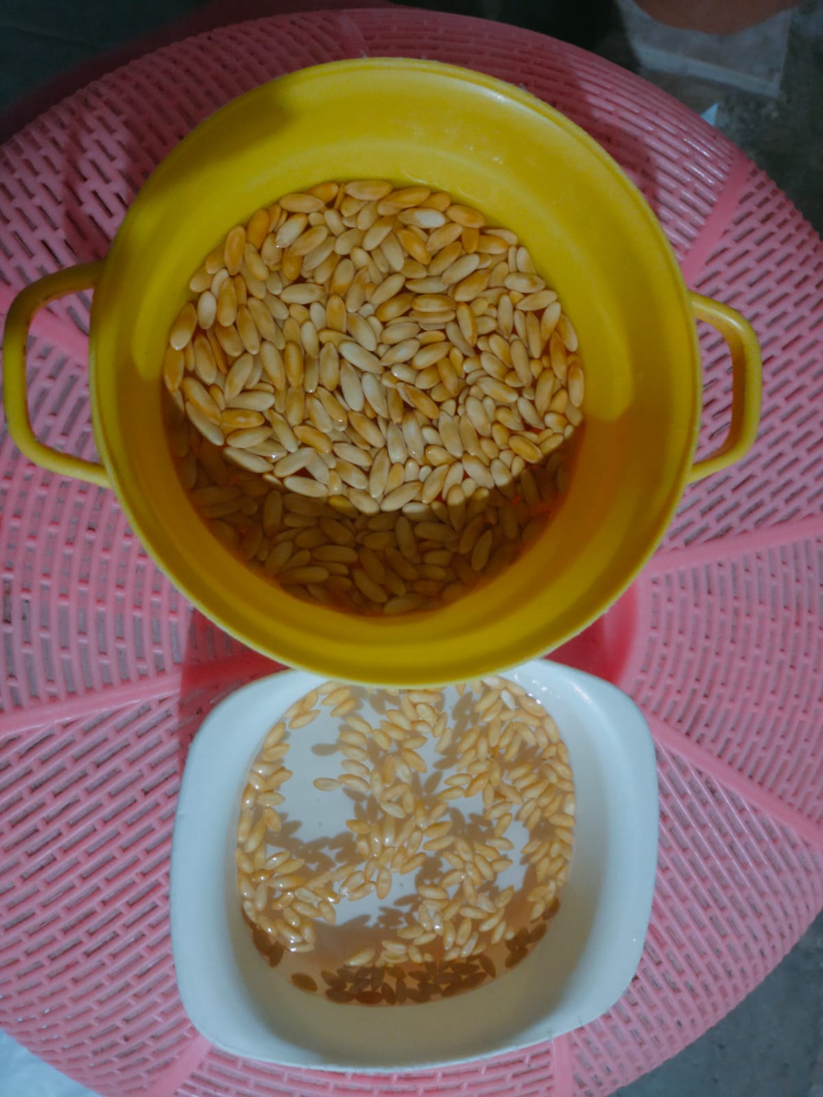 Perkecambahan